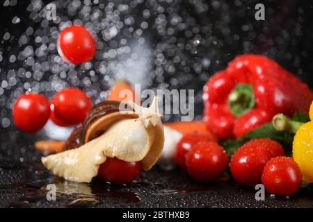 Big Achatina snail close up under the water drops in a black background. Snail with vegetables on a black table.
