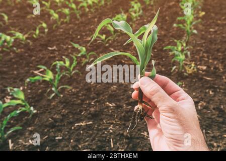 Agronomist examining corn seedling in field, close up of hand holding maize sprout Stock Photo