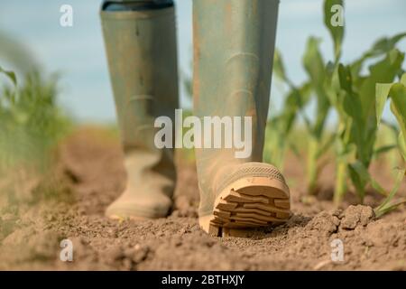 Female farmer walking through young green corn crop field, close up of rubber wellington boots, selective focus Stock Photo
