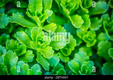 Nature textural, green and clean plant leaves. Fresh green plant Stock Photo