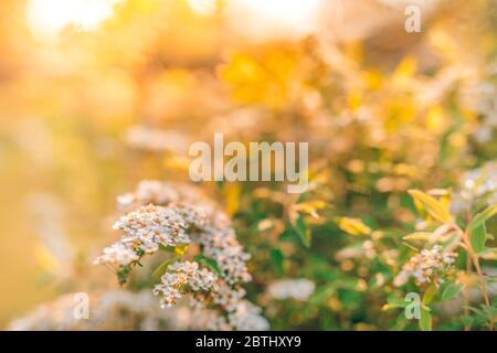 Wild blossoming grass in field meadow in nature on background sky with clouds, close-up nature. Beautiful summer nature landscape in pastel colors Stock Photo