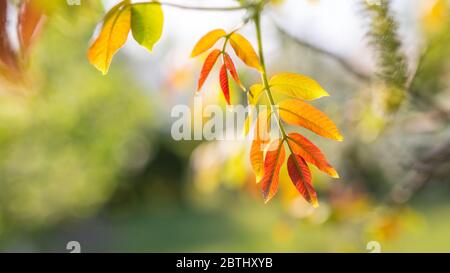Fall trees and leaves on blurred seasonal nature background. Peaceful pastel natural environment, garden or park blur background Stock Photo