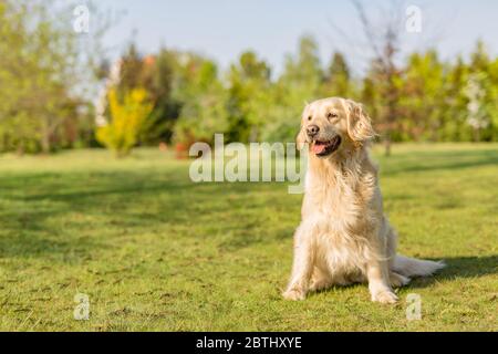 Beautiful Golden retriever dog in the park. Smart dog, best friend Stock Photo