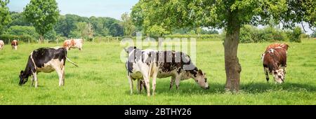 Panorama of black and white cows grazing on grassy green field in Normandy, France. Summer countryside landscape and pasture for cows Stock Photo