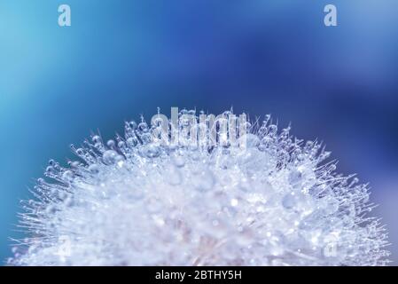Close up of dew drops on a dandelion, blue and pink background Stock Photo