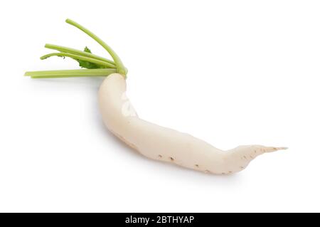 Studio shot of Daikon radish cut out against a white background - John Gollop Stock Photo
