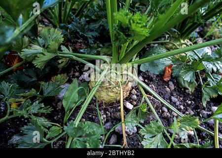 celery tuber with leaves growing in stony earth Stock Photo
