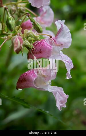 common names Policeman's Helmet, Bobby Tops, Copper Tops, and Gnome's Hatstand , Himalayan Balsam, Kiss-me-on-the-mountain