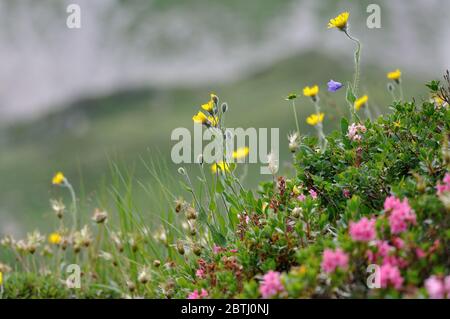 Blumen auf einer Bergwiese in den österreichischen Alpen. Stock Photo