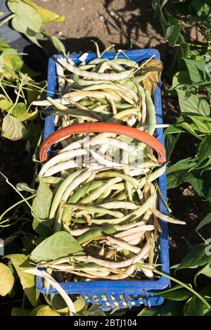 Common beans in a basket (Phaseolus vulgaris), France Stock Photo