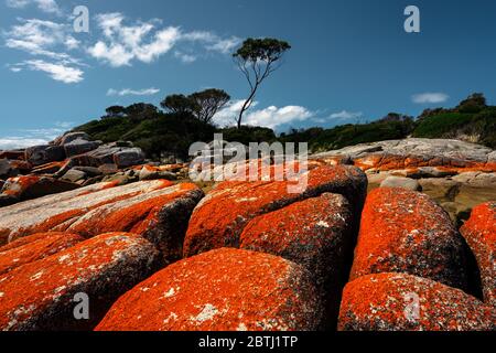 Famous red lichen-covered rocks at Binalong Bay. Stock Photo