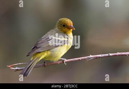 A western tanager rests on a branch in Wyoming's morning light. Stock Photo