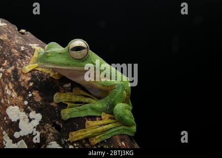 Wallace's Gliding Frog (Rhacophorus nigropalmatus) Like most of the frogs in this family, they live high up on tree canopies. Stock Photo