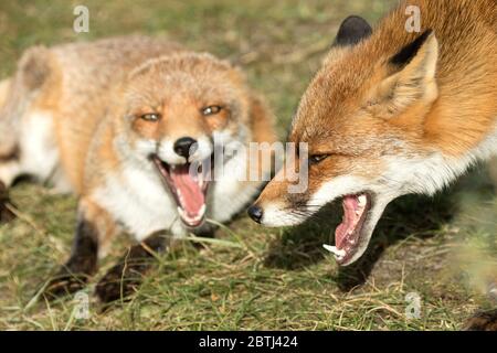 Rotfuchs Stock Photo