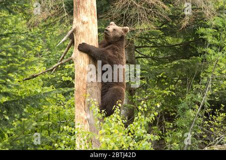 Braunbär im Frühjahr Stock Photo