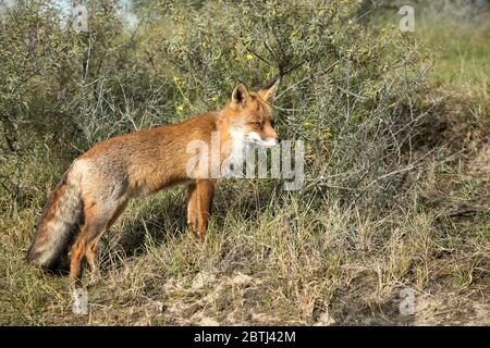 Rotfuchs Stock Photo