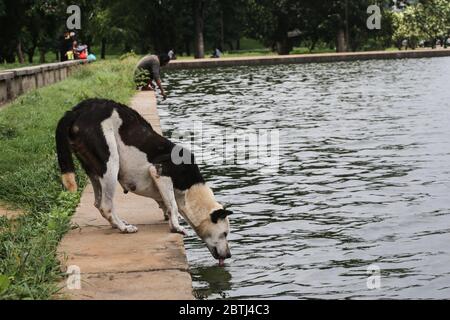 Dhaka, Dhaka, Bangladesh. 26th May, 2020. A stray god is drinking water from the lake beside the independence tower in Dhaka. Credit: Md. Rakibul Hasan/ZUMA Wire/Alamy Live News Stock Photo