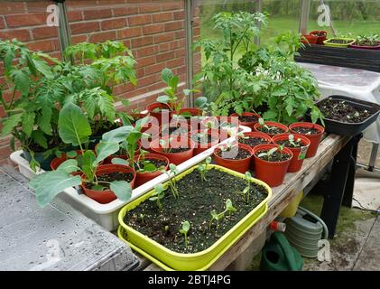 Seedlings grown in Indoor Greenhouse in Ontario, Canada Stock Photo