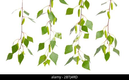 Birch twigs with leaves isolated on white background. Stock Photo