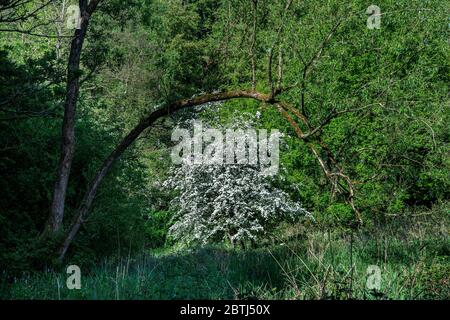 Hawthorn in full bloom in a UK field  also known as the May tree as its flowers blossom in May. Stock Photo