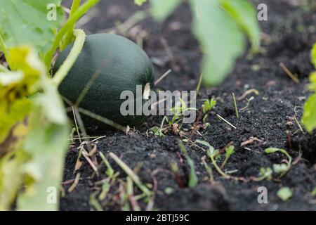 Plants in  organic vegetable garden,  squash vegetable growing in  urban community farm Stock Photo