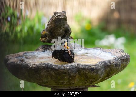 Male blackbird washing in garden birdbath viii  May, 2020 Stock Photo