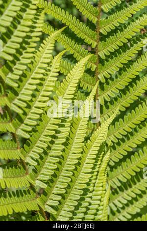 Hedgerow fern fronds of some species catching the dappled summer sun on their leaves. Fern leaf texture. Stock Photo