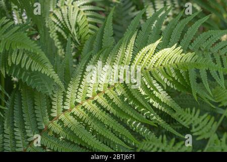 Hedgerow fern fronds of some species catching the dappled summer sun on their leaves. Fern leaf texture. Plant blindness metaphor. Stock Photo
