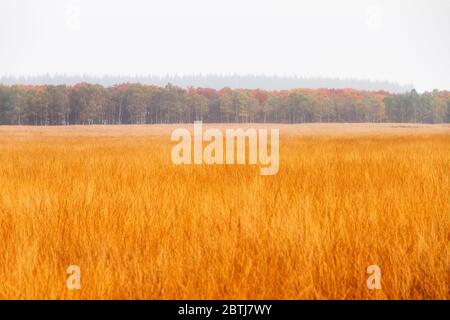 Golden heathland in national park 'De hoge veluwe' in the Netherlands in autumn Stock Photo
