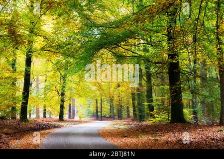 Beautiful autumn forest in national park 'De hoge Veluwe' in the Netherlands Stock Photo