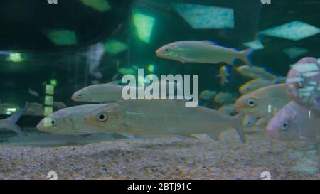 Shoal of silver fishes swimming in huge aquarium. Entertaiment concept Stock Photo