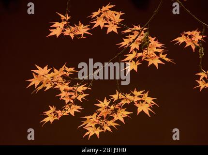 Japanese Maple leaves backlighting, Seattle Stock Photo