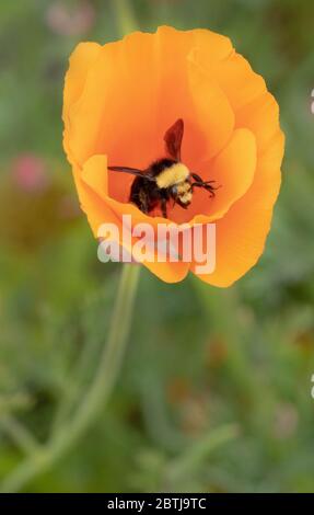 Yellow-faced Bumblebee (Bombus vosnesenskii)  foraging in California Poppy flowers, Oregon Coast Stock Photo