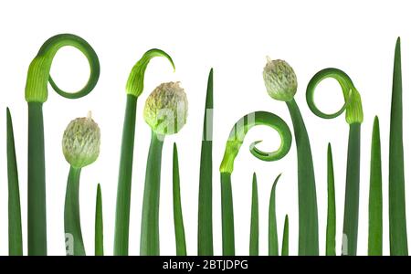 Young onion blossom isolated on white background Stock Photo