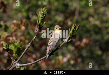 Icterine warbler sitting on twig with leaf buds Stock Photo