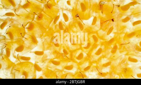 Macro image of juice, seed and pulp of crushed yellow strawberry. Abstract background of berries and fruits. Stock Photo