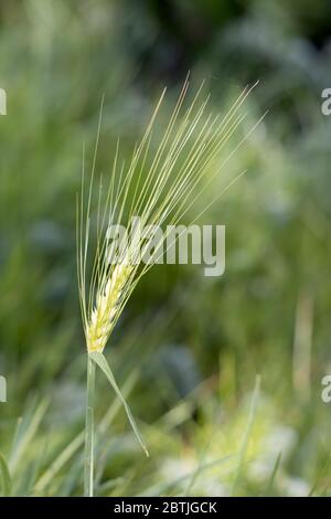 Ear of immature wheat growing in a field near East Grinstead Stock Photo