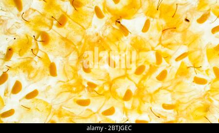 Closeup abstract image of seeds, juice and pulp of crushed yellow berries. Abstract background of berries and fruits. Stock Photo