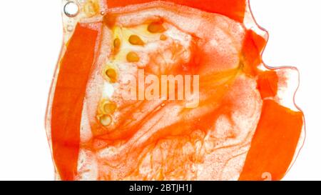 Closeup photo of mashed, squeezed or crushed red tomato over white background. Abstract background of vegetables and fruits Stock Photo