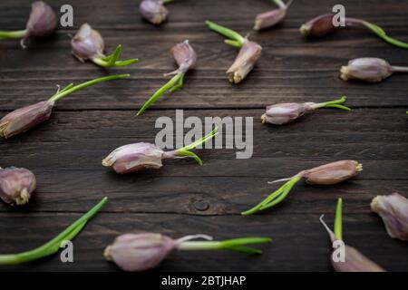 close up of garlic with green germinal sprouts on rustical wooden table. Food background Stock Photo