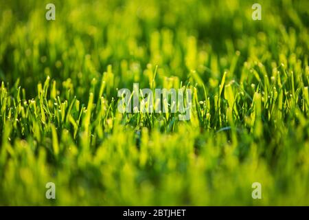 Short Cut Lawn Grass Close Up. Nature Green Background. Gardening Industry. Stock Photo