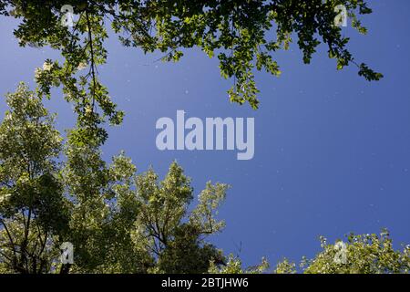 Aspen tree seeds floating through the air with blue sky background, England Stock Photo