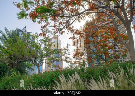 Dubai / UAE - May 26, 2020: View of Jumeirah Lakes Towers skyscrapers and park with many green trees. Residential buildings in JLT. JLT through foliag Stock Photo