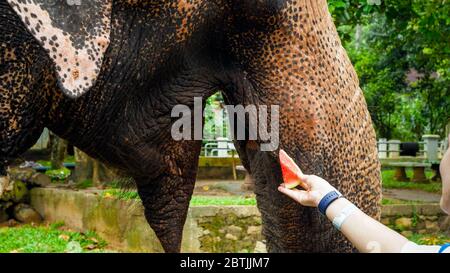 Closeup image of elephant eating fruits from female tourist hand in zoo Stock Photo