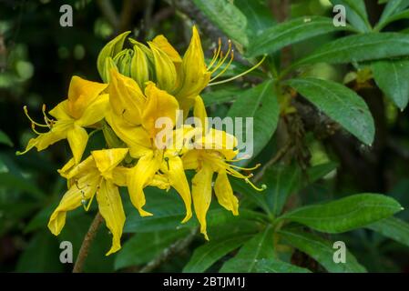 Rhododendron Marlies / Knap Hill-Exbury azalea, close up of yellow flowers in spring Stock Photo