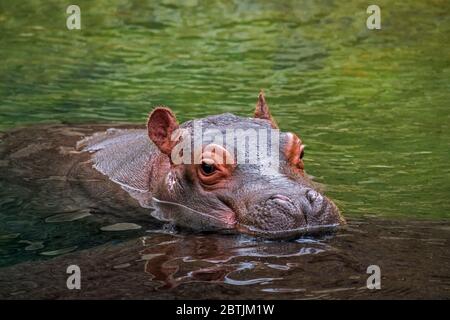 Close up of cute baby common hippopotamus / hippo (Hippopotamus amphibius) calf with head resting on mother's back in lake Stock Photo