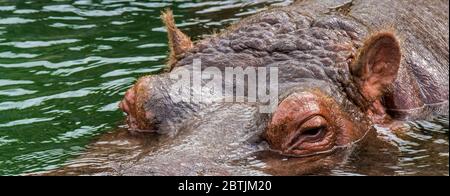 Submerged common hippopotamus / hippo (Hippopotamus amphibius) floating in water of lake showing close-up of eyes and ears Stock Photo