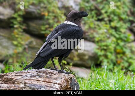 Thick-billed raven (Corvus crassirostris), corvid from the Horn of Africa Stock Photo