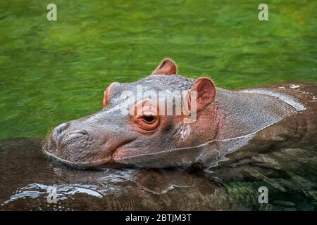Close up of cute baby common hippopotamus / hippo (Hippopotamus amphibius) calf with head resting on mother's back in lake