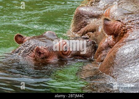 Close up of cute baby common hippopotamus / hippo (Hippopotamus amphibius) calf swimming near mother in lake Stock Photo